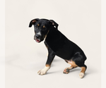 Small Mutt