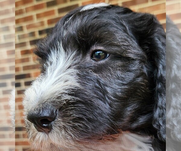 Medium Photo #2 F2 Aussiedoodle Puppy For Sale in COLUMBIA, TN, USA