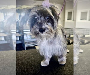 Mal-Shi Dogs for adoption in Santa Clarita, CA, USA