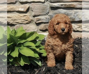 Goldendoodle (Miniature) Puppy for sale in FREDERICKSBURG, OH, USA
