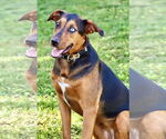 Small #4 Beagle Mix