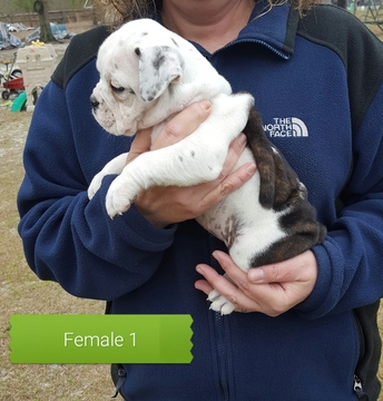 Medium Photo #1 Olde English Bulldogge Puppy For Sale in BLACKVILLE, SC, USA