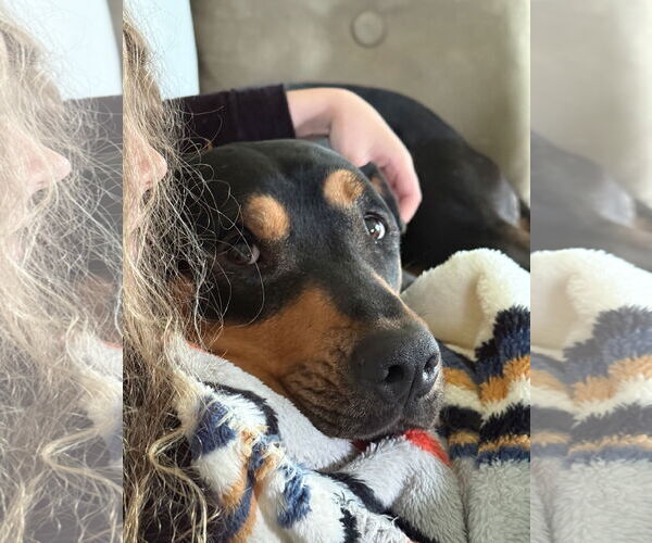 Medium Photo #6 Rottweiler-Unknown Mix Puppy For Sale in Minneapolis, MN, USA