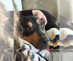 Small #5 Rottweiler Mix