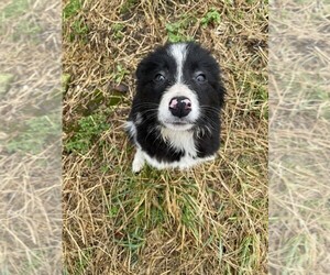 Border Collie Puppy for sale in VERSAILLES, MO, USA