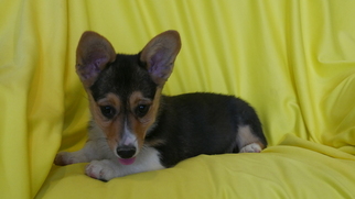 Cardigan Welsh Corgi Puppy for sale in KENSINGTON, OH, USA
