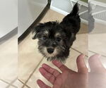 Small #1 Mutt