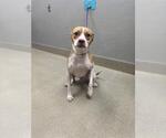 Small Staffordshire Bull Terrier Mix
