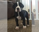 Small Photo #1 Great Dane Puppy For Sale in BUNCETON, MO, USA