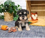 Small #3 Schnauzer (Miniature)