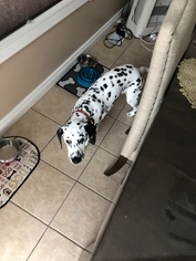 Dalmatian Puppy for sale in GOSHEN, IN, USA