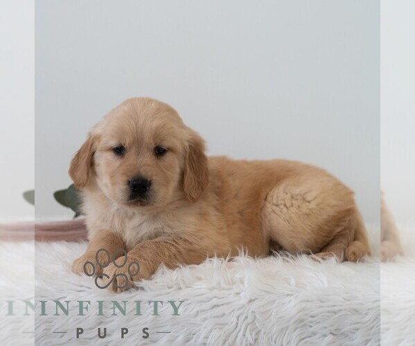 Medium Photo #5 Golden Retriever Puppy For Sale in NEWPORT, PA, USA