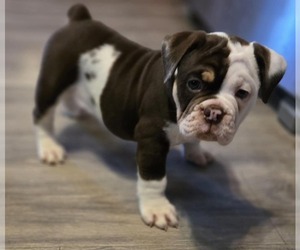 Olde English Bulldogge Puppy for sale in GAINESVILLE, GA, USA