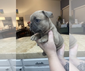 French Bulldog Puppy for sale in FRESNO, CA, USA