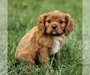 Cavalier King Charles Spaniel Puppy for sale in KINZERS, PA, USA