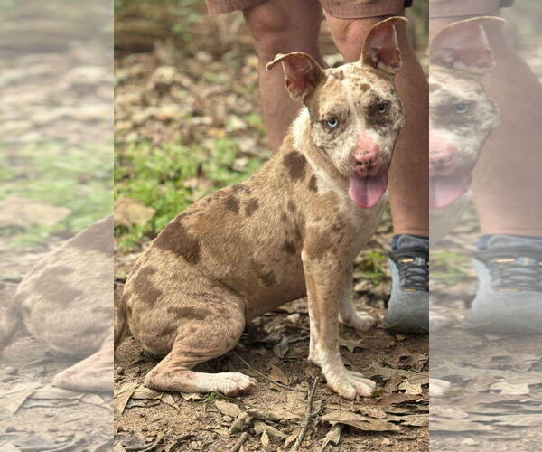 Medium Photo #1 American Pit Bull Terrier Puppy For Sale in Hillsboro, NH, USA
