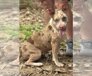 Medium American Pit Bull Terrier