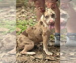 Small American Pit Bull Terrier