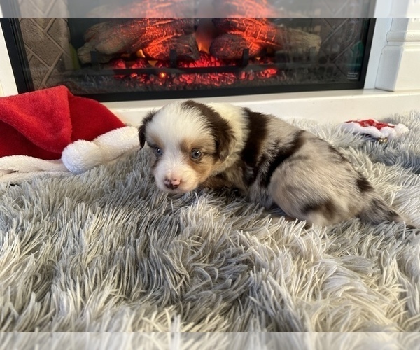 Medium Photo #2 Miniature Australian Shepherd Puppy For Sale in QUINCY, CA, USA