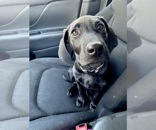 Medium Photo #28 Labrador Retriever-Unknown Mix Puppy For Sale in Brewster, NY, USA