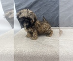 Small Photo #22 Shih Tzu Puppy For Sale in SAINT AUGUSTINE, FL, USA