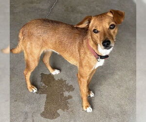 Chihuahua Dogs for adoption in San Bernardino, CA, USA