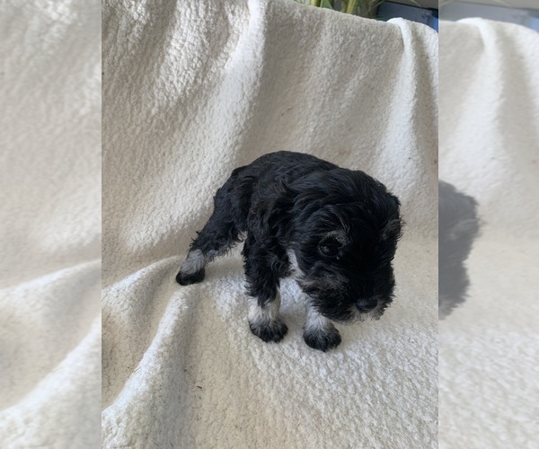 Medium Photo #2 Schnauzer (Miniature) Puppy For Sale in EDMOND, OK, USA