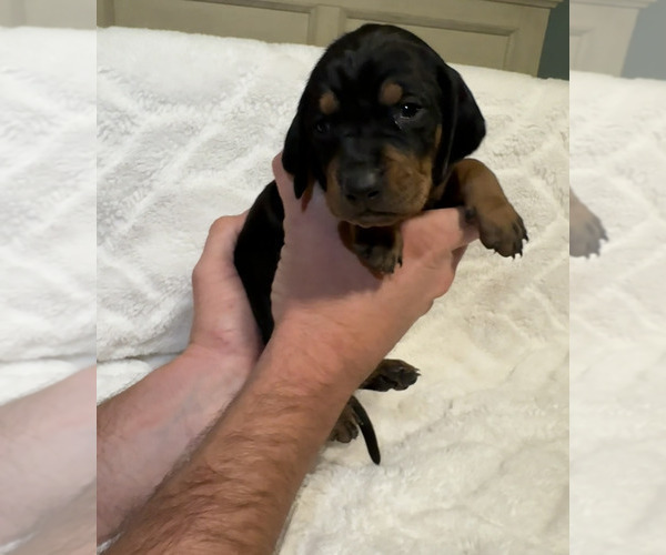 Medium Photo #18 Black and Tan Coonhound-Bluetick Coonhound Mix Puppy For Sale in OAK HILLS, CA, USA