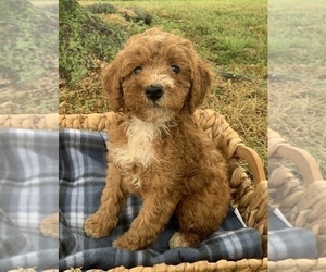 Poodle (Miniature) Puppy for Sale in BERNE, Indiana USA