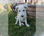 Small #3 Alaskan Malamute-German Shepherd Dog Mix