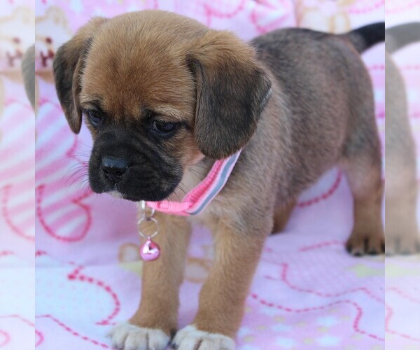 Medium Photo #10 Puggle Puppy For Sale in CHARLOTT HALL, MD, USA