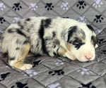 Small Photo #3 Australian Shepherd Puppy For Sale in SALISBURY, NC, USA