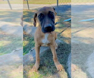Mutt Dogs for adoption in Tarrytown, GA, USA