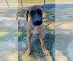 Tuck - Male Mutt Dog for Adoption - Small photo