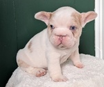Small Photo #16 French Bulldog Puppy For Sale in GOSHEN, IN, USA
