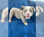 Small Photo #19 English Bulldog Puppy For Sale in LONG BEACH, CA, USA