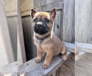 American Bully-Chow Chow Mix Puppy for sale in COLORADO SPRINGS, CO, USA