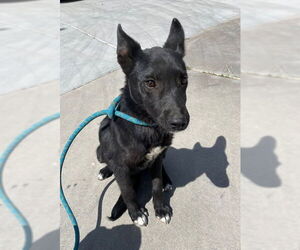 German Shepherd Dog-Unknown Mix Dogs for adoption in HESPERIA, CA, USA