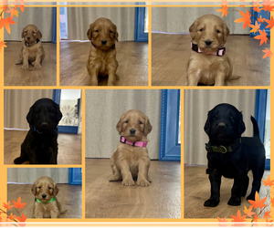 Goldendoodle Puppy for sale in LOS LUNAS, NM, USA