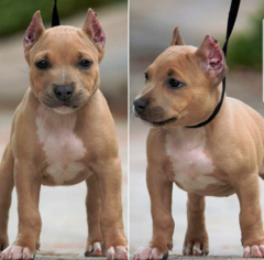 American Bully Puppy for sale in RIVERSIDE, CA, USA