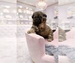 Small Photo #9 Shih Tzu Puppy For Sale in PEMBROKE PINES, FL, USA