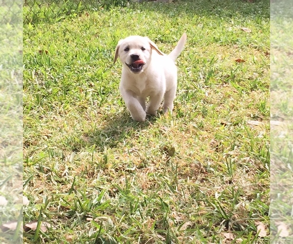 Medium Photo #1 Labrador Retriever Puppy For Sale in ST PETERSBURG, FL, USA
