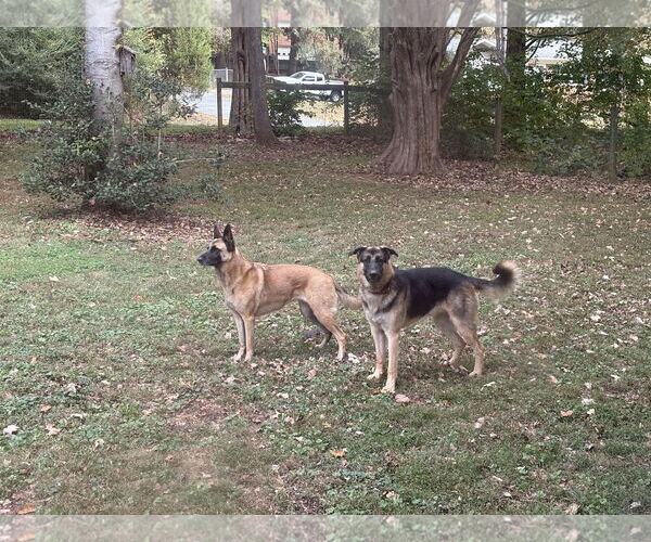 Medium Photo #3 German Shepherd Dog-Unknown Mix Puppy For Sale in La Grange , NC, USA