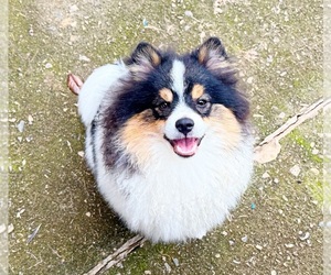 Pomeranian Puppy for sale in DAWSONVILLE, GA, USA