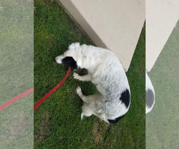 Medium Photo #15 Great Pyrenees-Unknown Mix Puppy For Sale in Houston, TX, USA