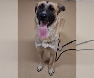 Anatolian Shepherd-Unknown Mix Dogs for adoption in Chula Vista, CA, USA