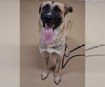 CIELO - Male Anatolian Shepherd-Unknown Mix Dog for Adoption - Small photo