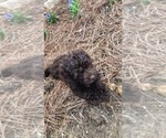 Small Photo #3 Cocker Spaniel-Poodle (Miniature) Mix Puppy For Sale in DUBARD, MS, USA