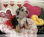 Small Photo #11 English Bulldog Puppy For Sale in LEHIGH ACRES, FL, USA