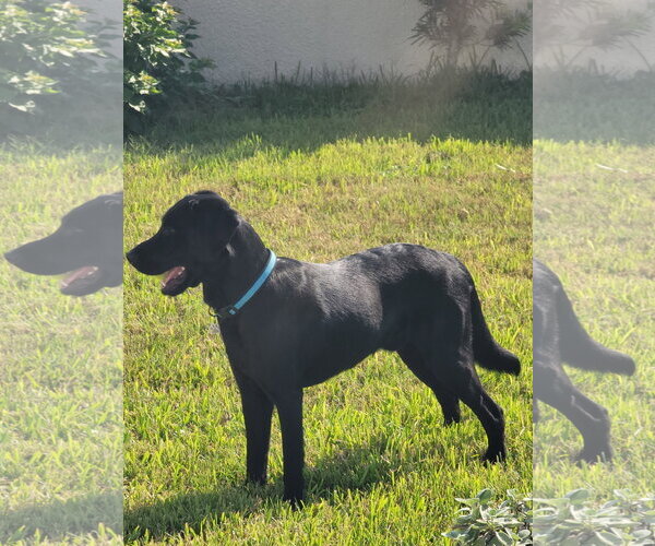 Medium Photo #3 Labrador Retriever Puppy For Sale in Orlando, FL, USA